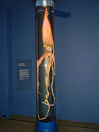 Architeuthis dux, gefangen 1999 westlich von Schottland in 311 m Tiefe ( Gesamtlnge ca. 3 m, Mantellnge 0,91 m, Gewicht 22,65 kg )